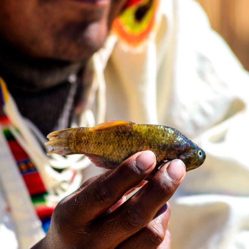 Lago Titicaca Full Day Puno